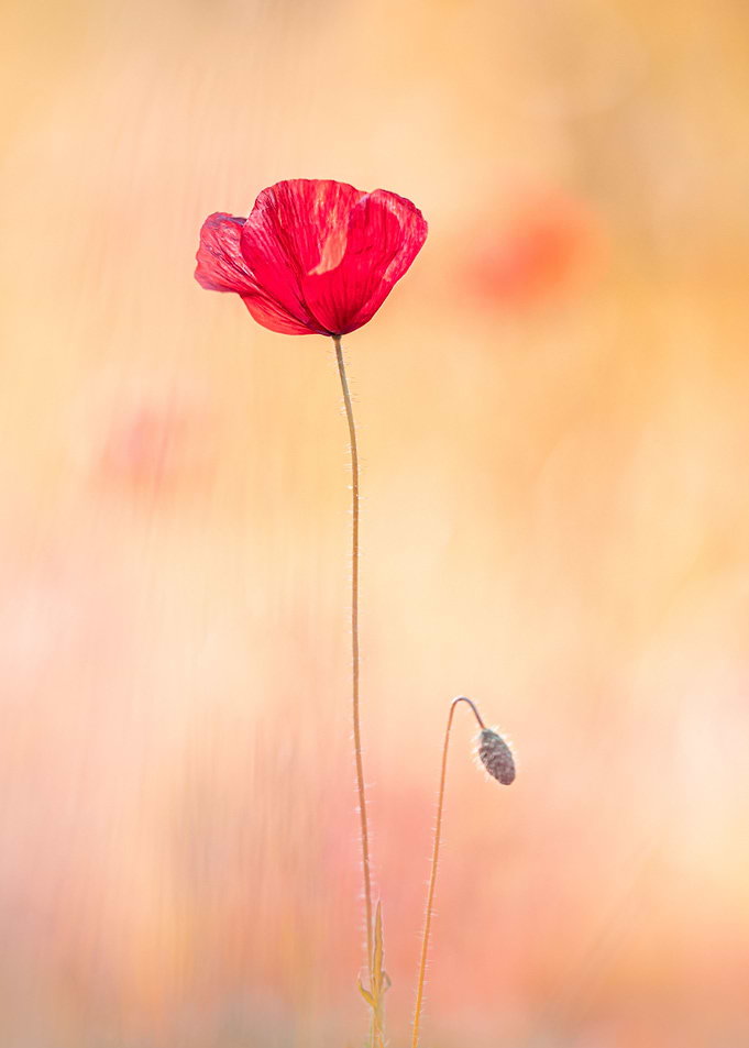 Poppy glow