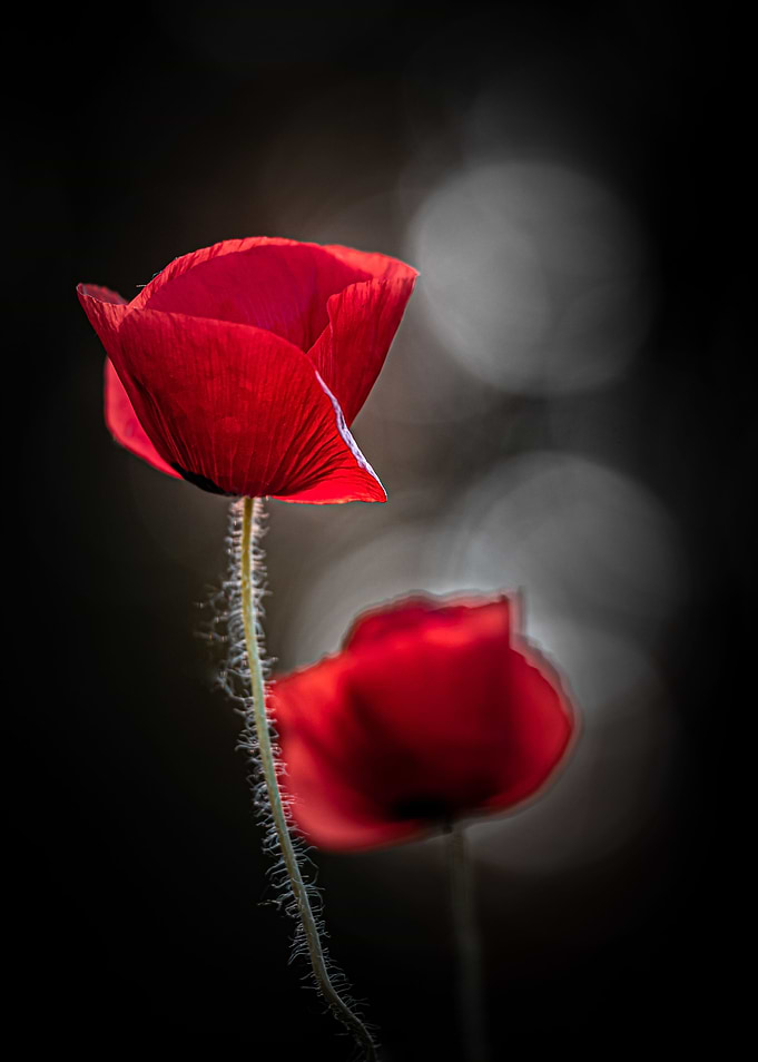 Dark poppies