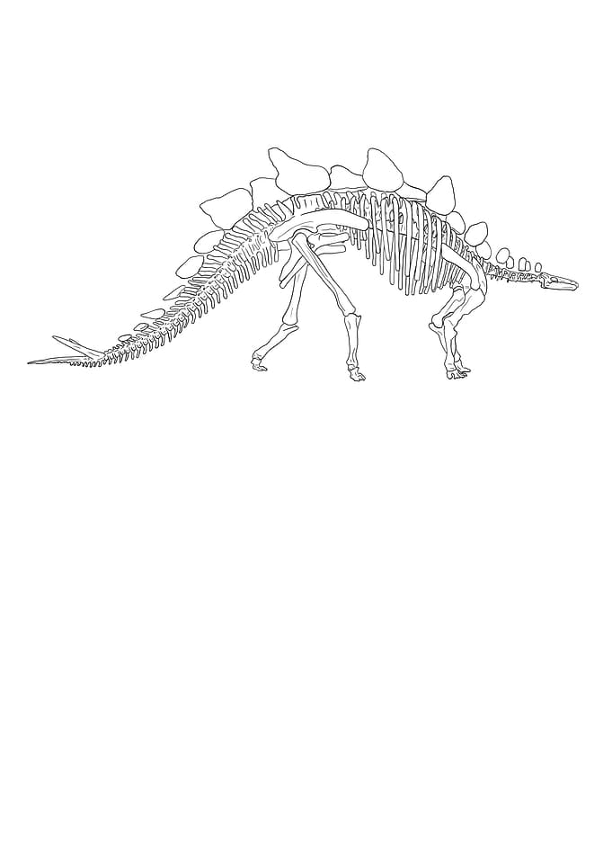 Dinosaurier Fossil Skelett