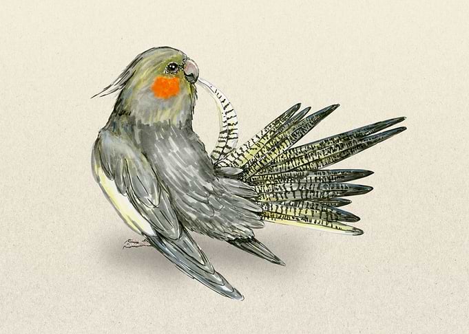 Preening cockatiel