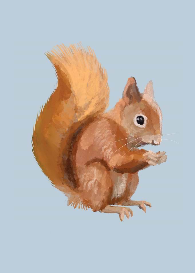 Red Squirrel
