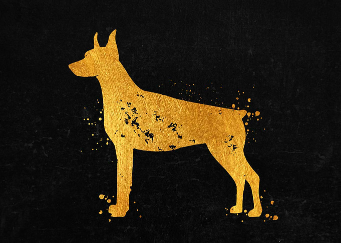 Doberman