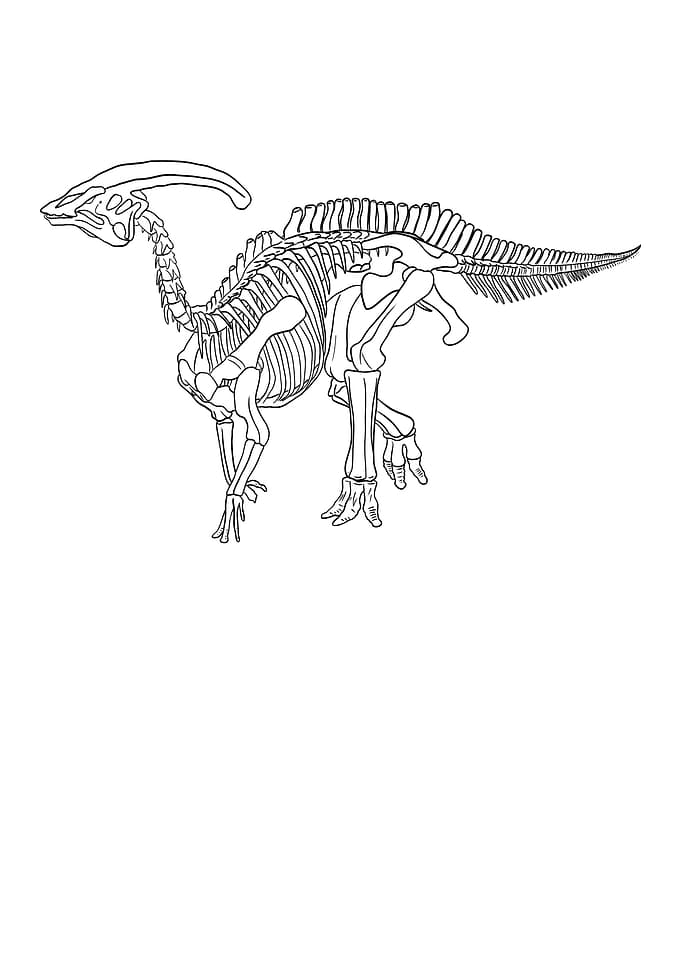 Dinosaurier Fossil Skelett