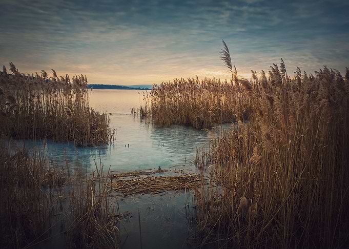 Dry reed in a frozen lake