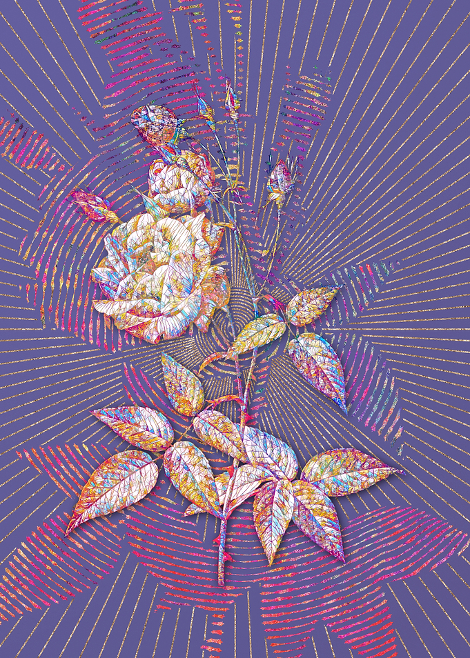 Common Rose of India
