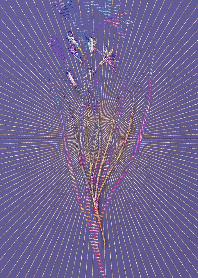 Amaryllis Montana Mosaic