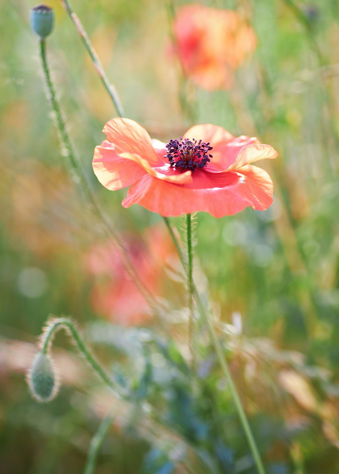 Corn poppy