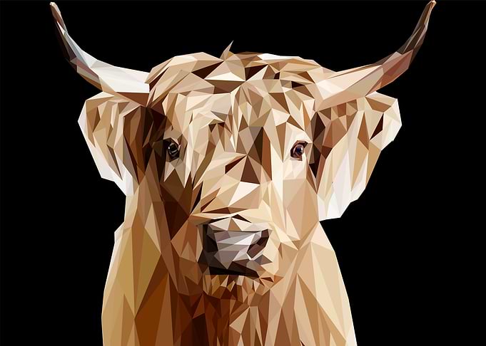 buffalo