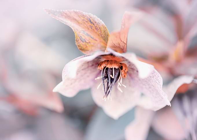 Beautiful pink flowers