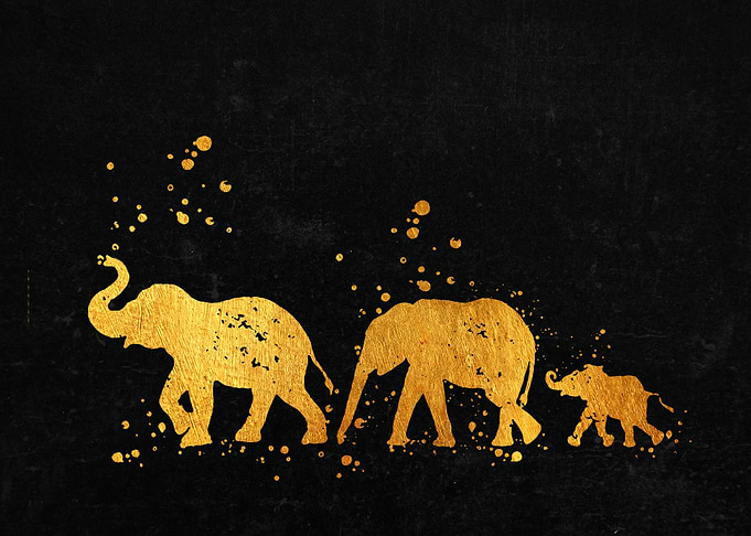 Elephant Family Lesbian