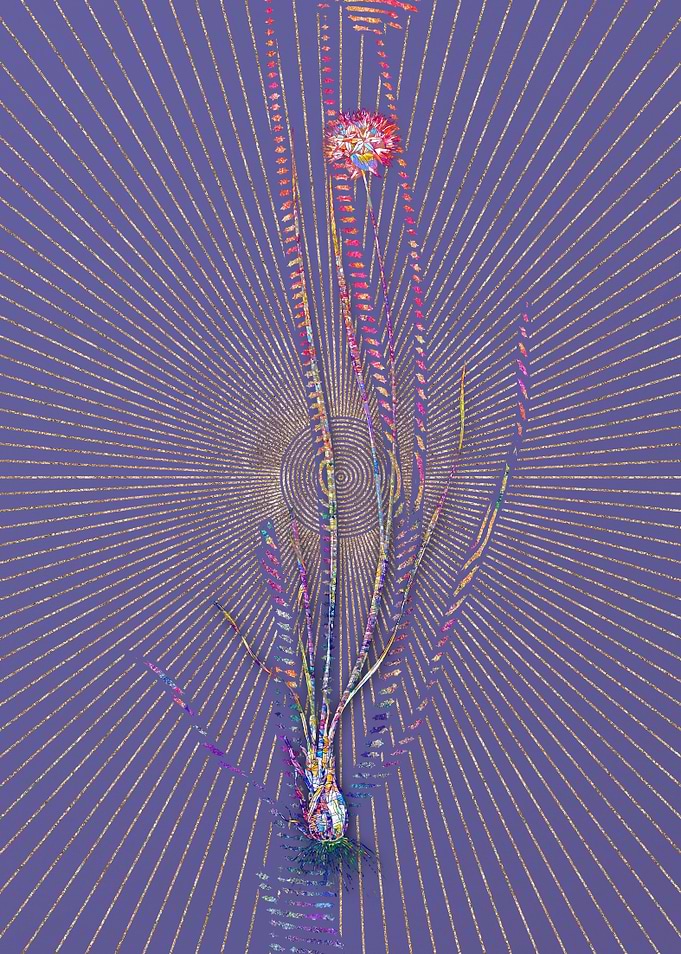 Allium Foliosum Mosaic