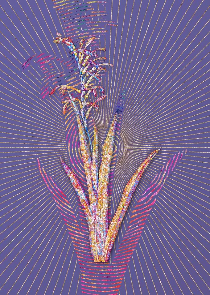 Antholyza Aethiopica