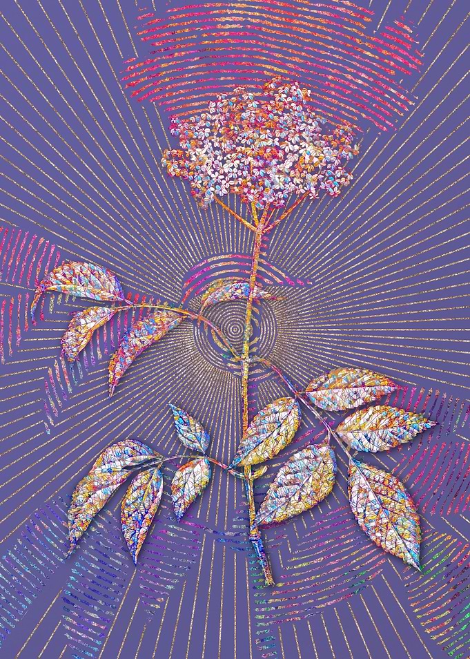 Blooming Elderflower Tree