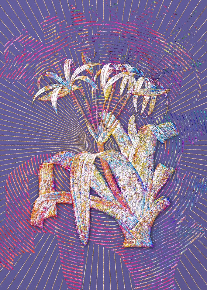 Crinum Erubescens Mosaic