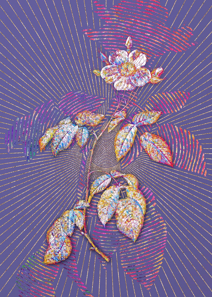 Big Leaved Climbing Rose
