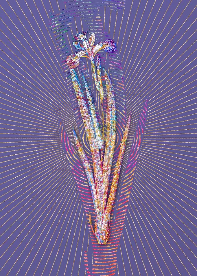 Harlequin Blueflag Mosaic