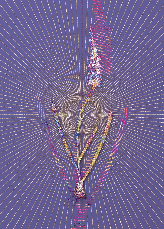 Ixia Cepacea Mosaic Floral