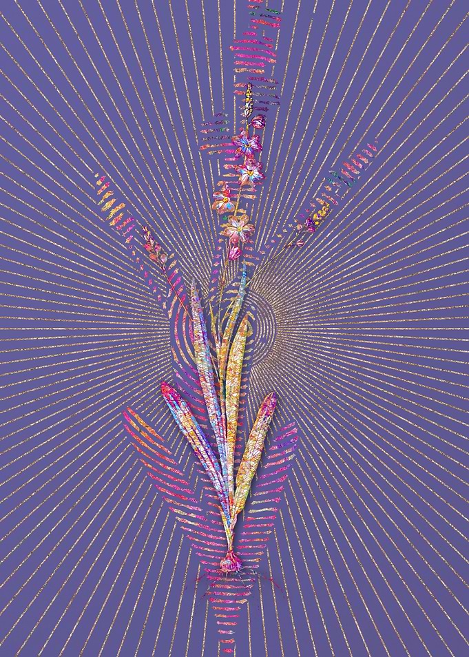 Ixia Scillaris Mosaic