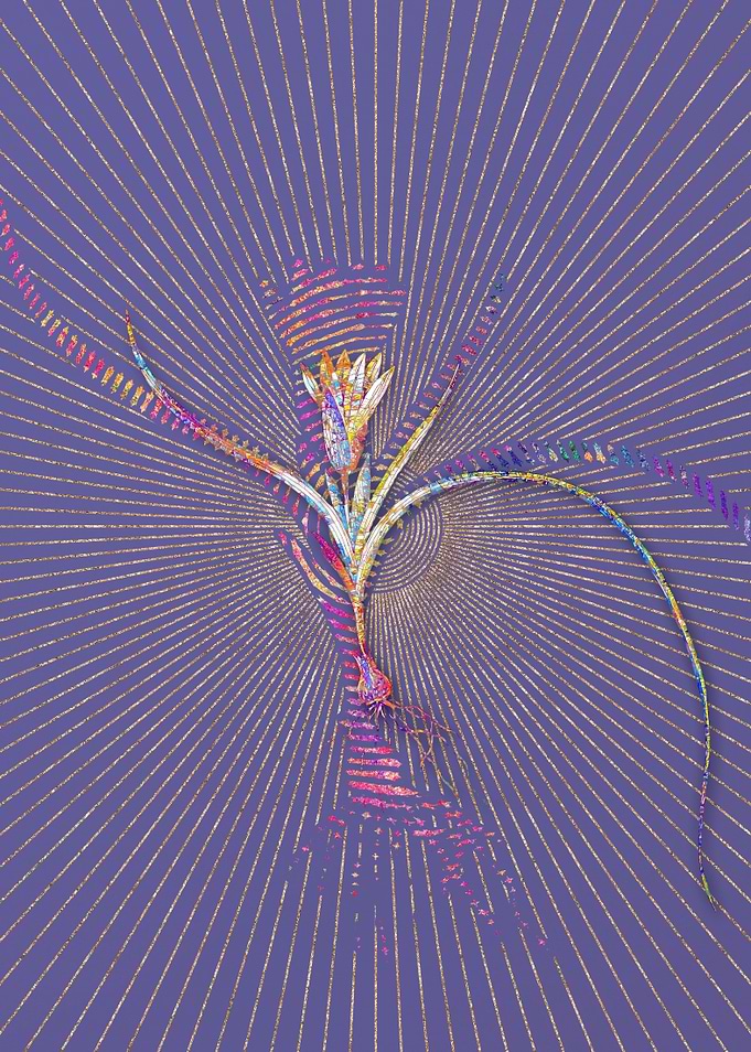 Ixia Recurva Mosaic Flower