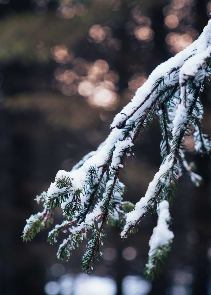 Ast mit Schnee im Wald