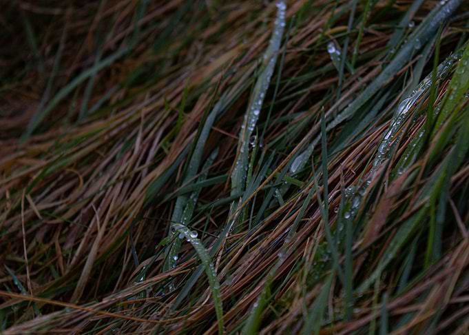 Droplets in the Grass