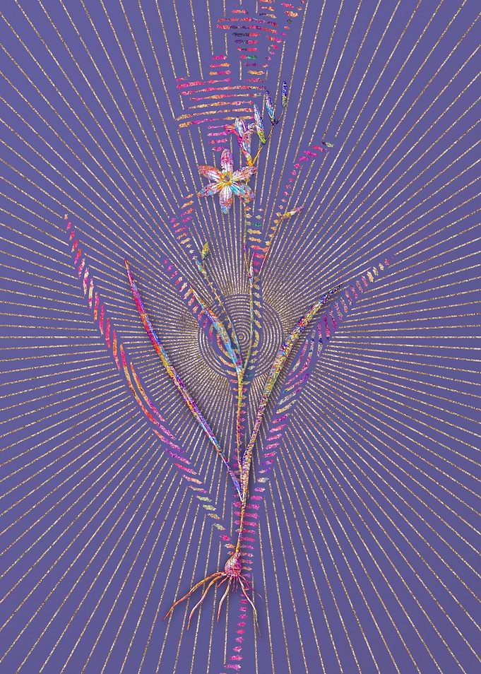 Ixia Secunda Mosaic Flower