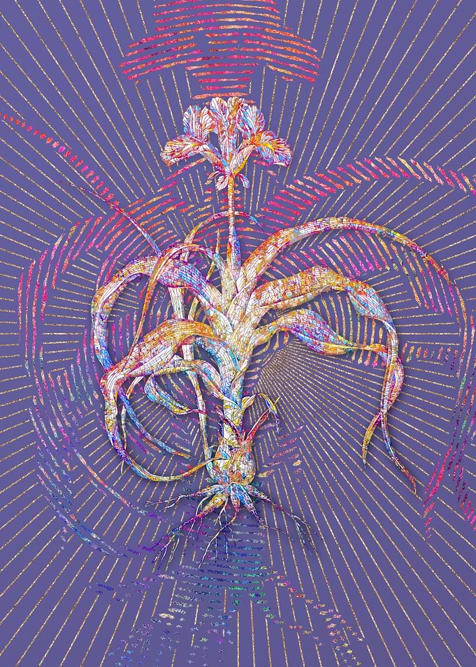 Iris Scorpiodes Mosaic