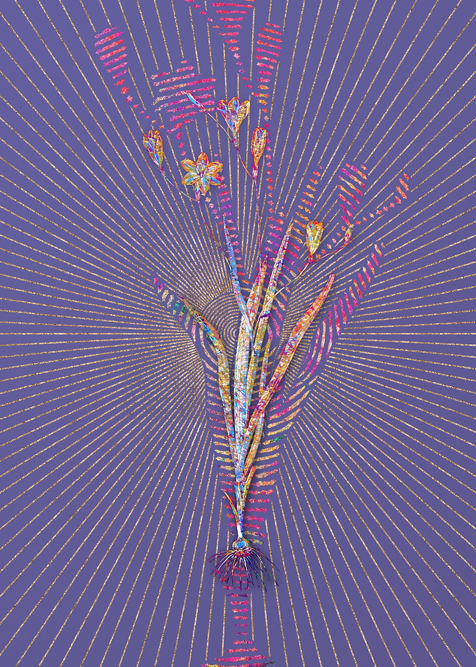 Ixia Bulbifera Mosaic