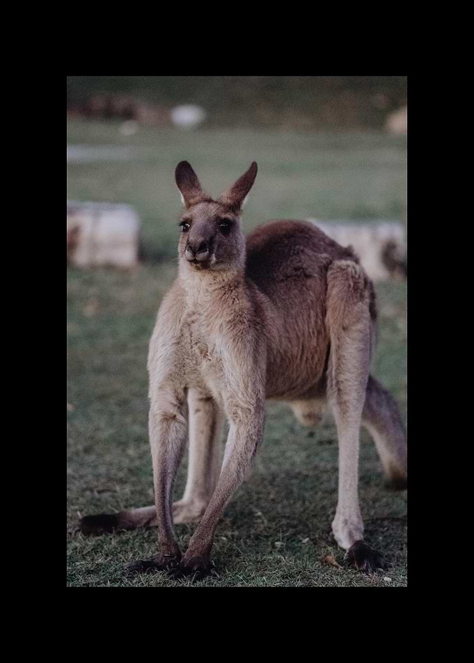 Kangaroo