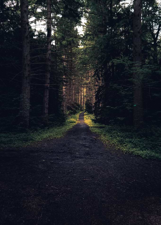 Mystic Forest Pathway