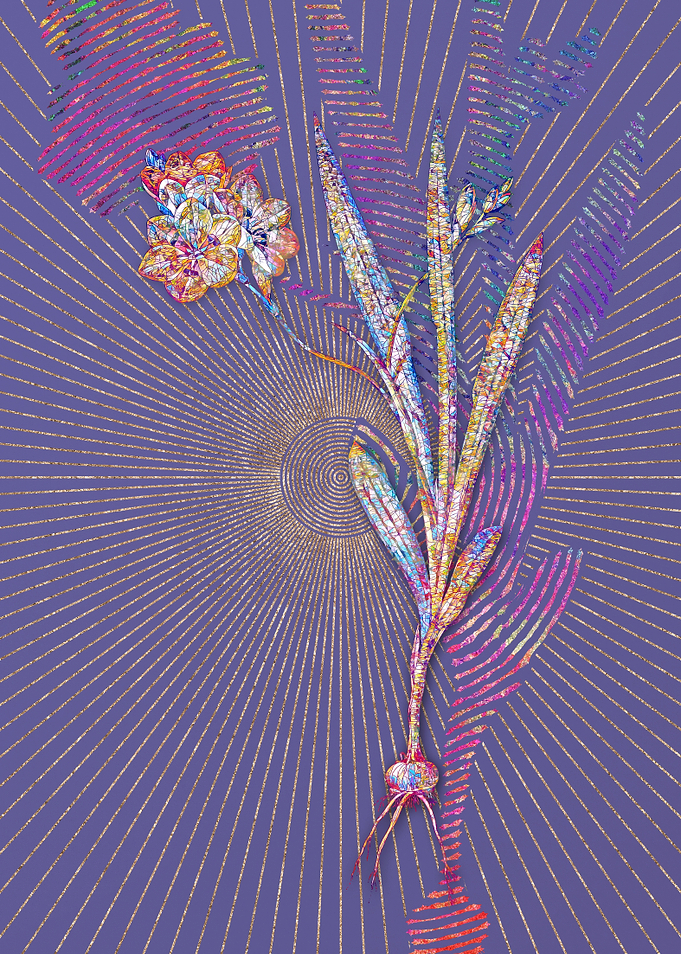 Ixia Miniata Mosaic Flower