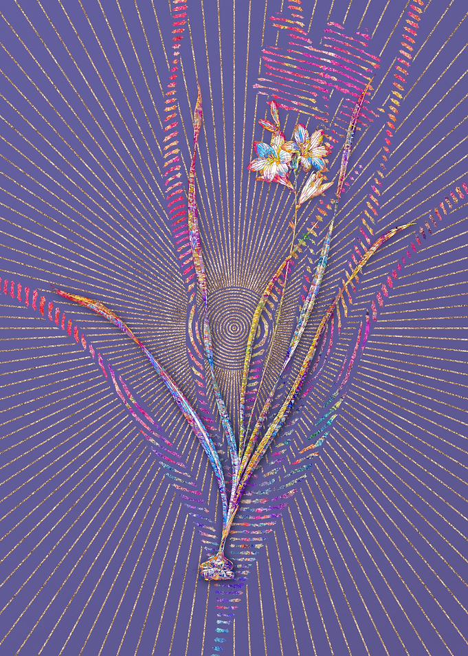 Gladiolus Lineatus Mosaic