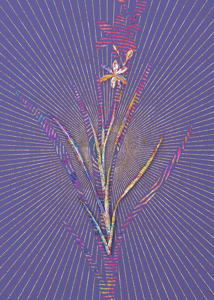 Ixia Anemonae Flora Mosaic