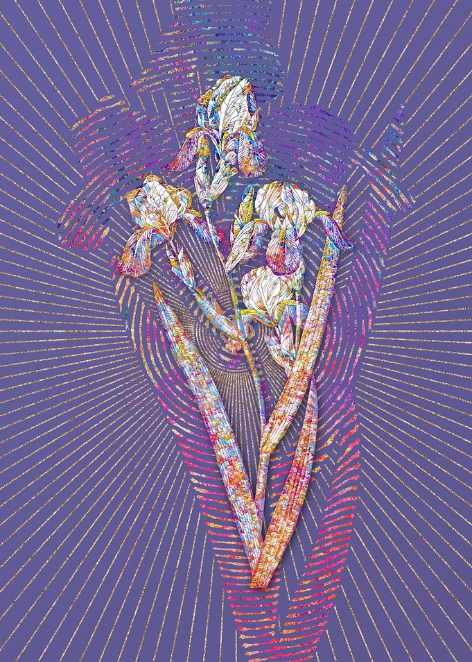 Elder Scented Iris 1