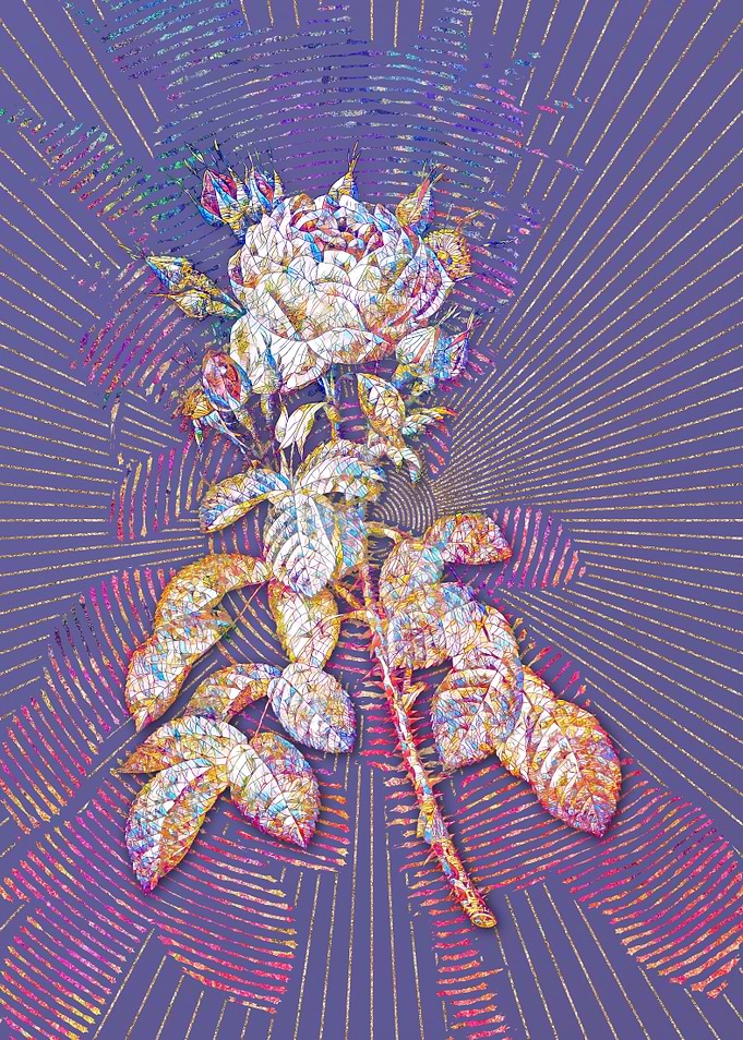 Four Seasons Rose