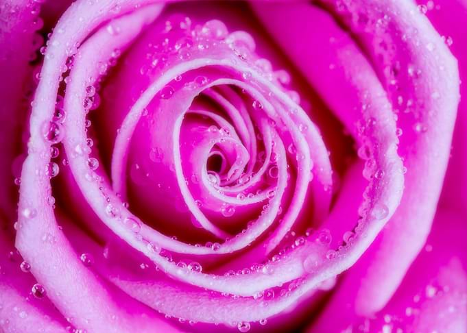 Rose with Droplets