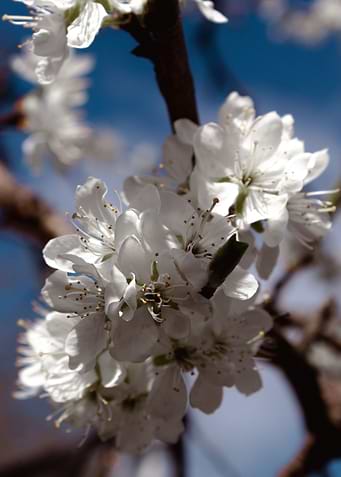 Cherry Blossom