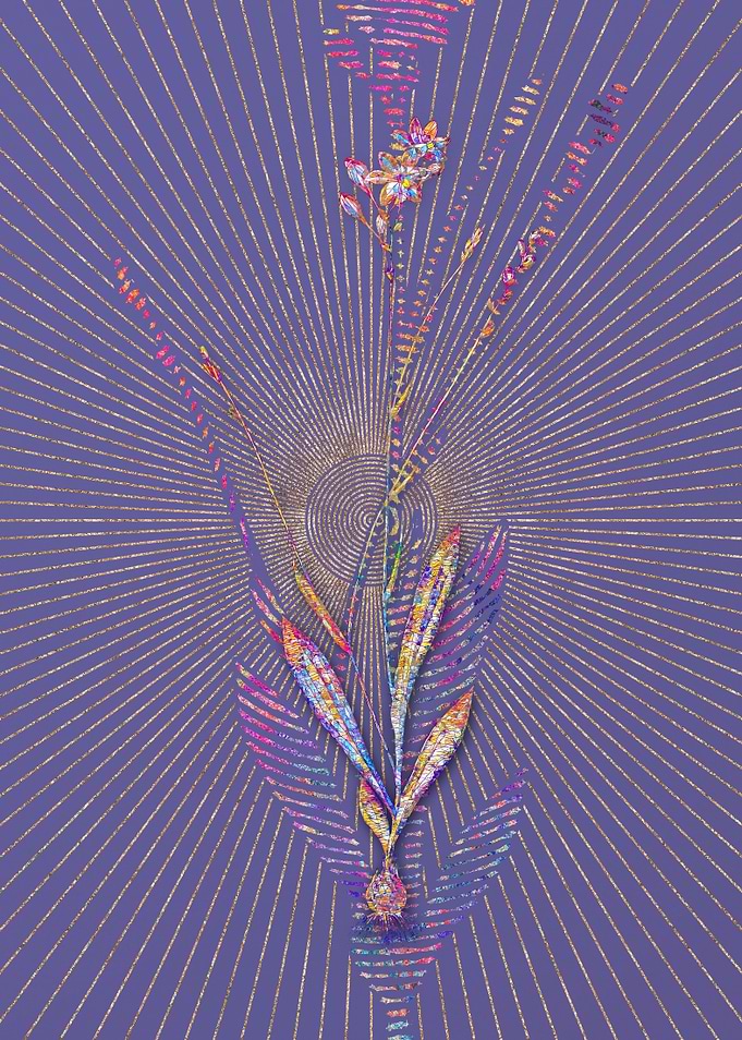 Gladiolus Junceus Mosaic