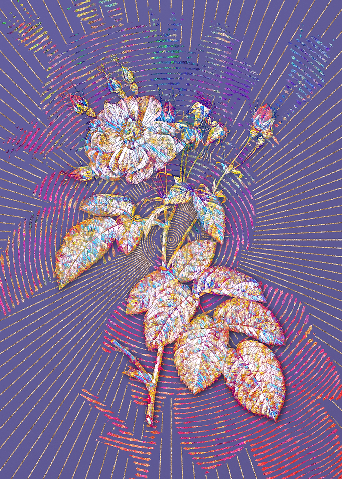 Harsh Downy Rose Mosaic