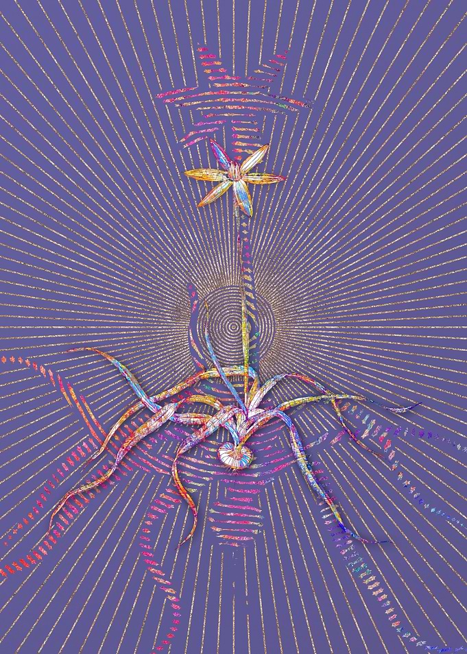 Hypoxis Stellata Mosaic