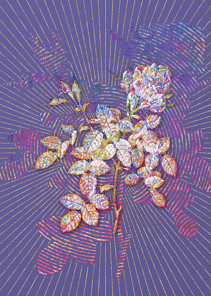 Dwarf Damask Rose Mosaic