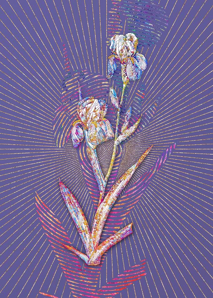 Elder Scented Iris 2