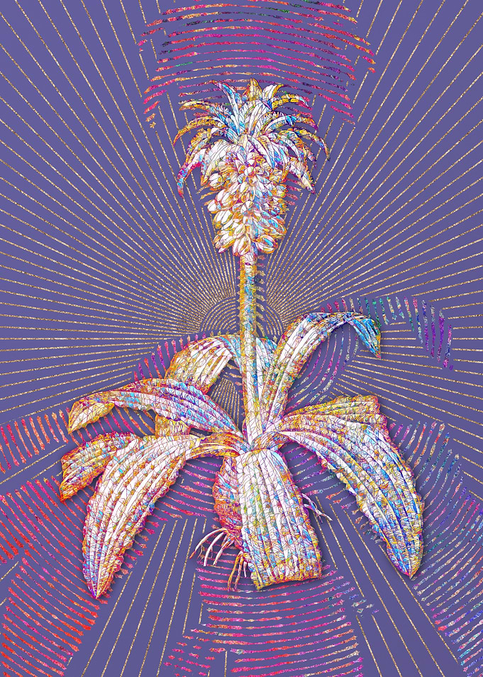 Eucomis Regia Mosaic
