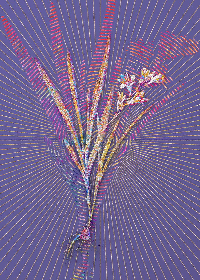 Gladiolus Xanthospilus