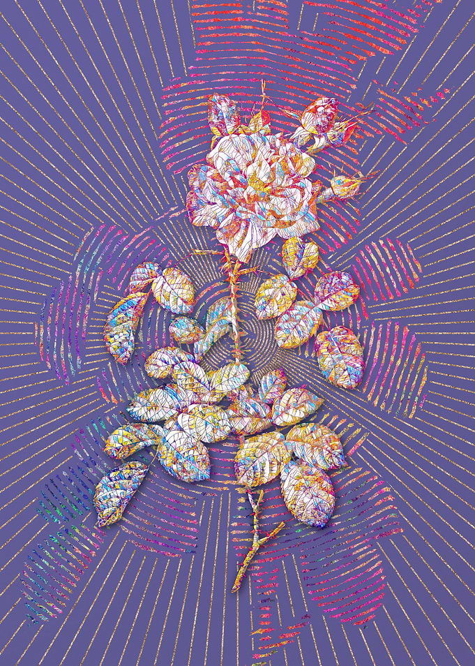 Four Seasons Rose in Bloom