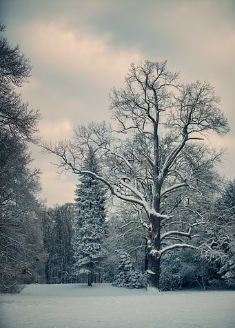 Winter morning in the park