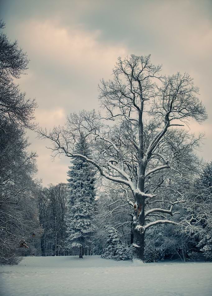 Winter morning in the park