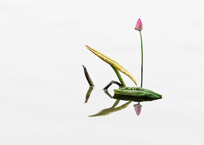Residual Lotus