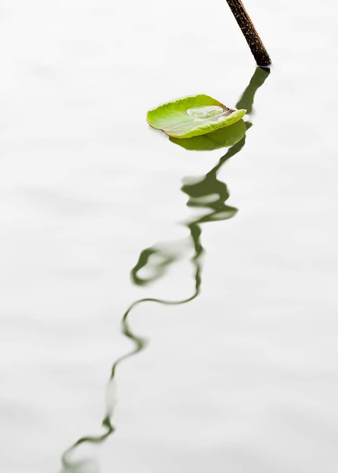 Residual Lotus