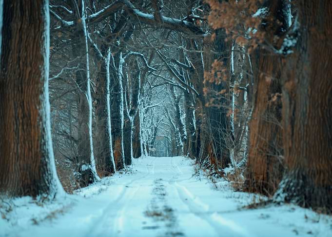 Winter path among trees